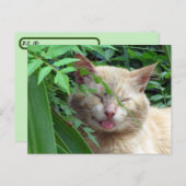 Das überquerende Tier ist die bezauberndste Stray Postkarte (Vorne/Hinten)