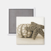 Das ungerade Paar Magnet (Vorderseite/Rückseite)