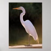 Das üppige Weiß Poster (Vorne)