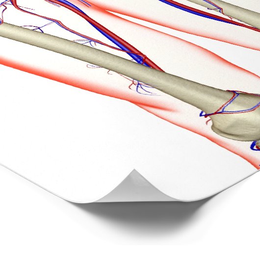 Das Urinsystem Poster (Ecke)