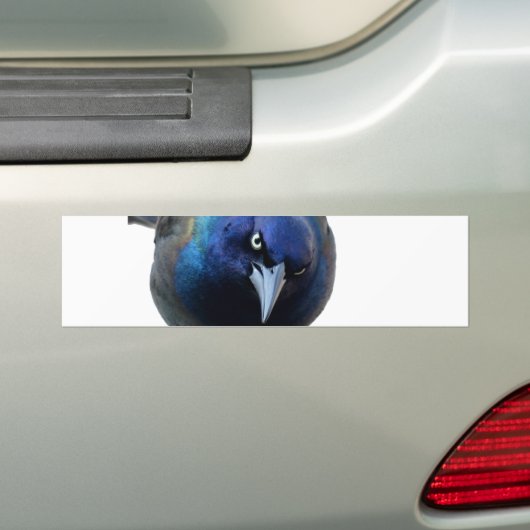 Das verärgerte Grackle Autoaufkleber (Auf Auto)