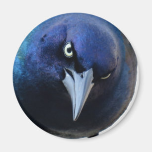 Das verärgerte Grackle Magnet