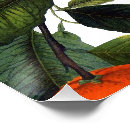 Das verbotene orangefarbene Poster 20x20 (Ecke)