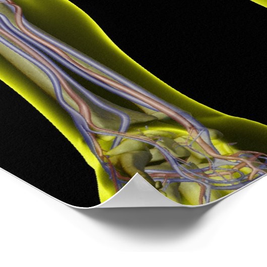 Das Verdauungssystem Poster (Ecke)