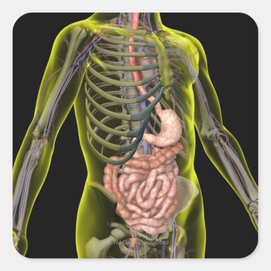 Das Verdauungssystem Quadratischer Aufkleber (Vorderseite)