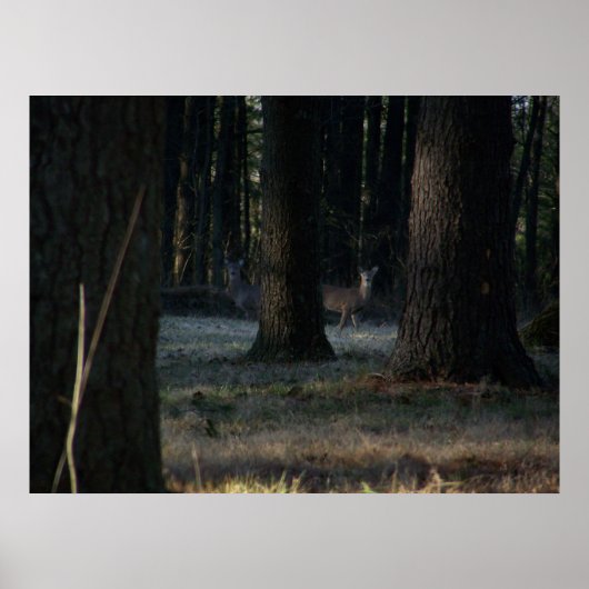 Das versteckte Hirsch Poster (Vorne)
