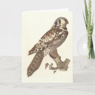 Das Vogelbild der Nordfalke (Surnia ulula) Karte
