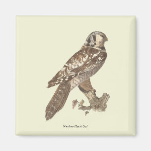 Das Vogelbild der Nordfalke (Surnia ulula) Magnet