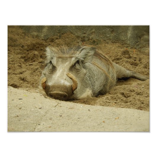 Das Warthog Fotodruck (Vorne)