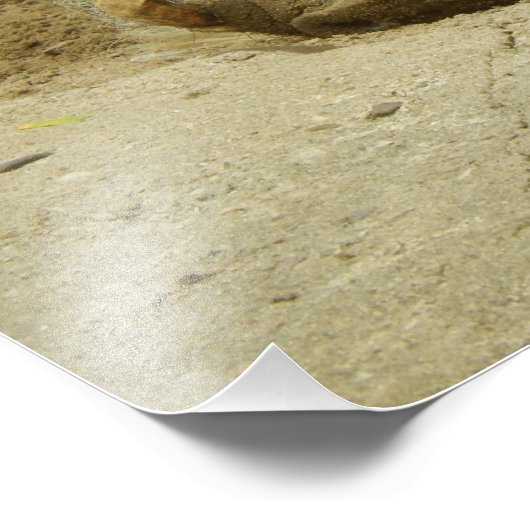 Das Warthog Fotodruck (Ecke)