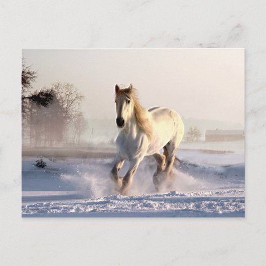 Das weiße Pferd galoppiert durch den Winterschnee Postkarte (Vorderseite)