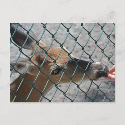 Das Wertvolle Hirsch - Postkarte (Vorderseite)