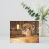 "das wirkliche Geld ist in Alpakas" Postkarte (Stehend Vorderseite)