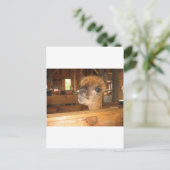 "das wirkliche Geld ist in Alpakas" Postkarte (Stehend Vorderseite)