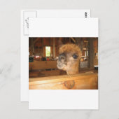 "das wirkliche Geld ist in Alpakas" Postkarte (Vorne/Hinten)