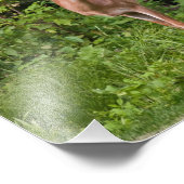 Das Yearling Fotodruck (Ecke)