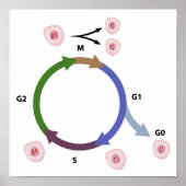 Das Zellzyklusposter Poster (Vorne)