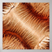 Das zerbrechliche Roar Poster (Vorne)