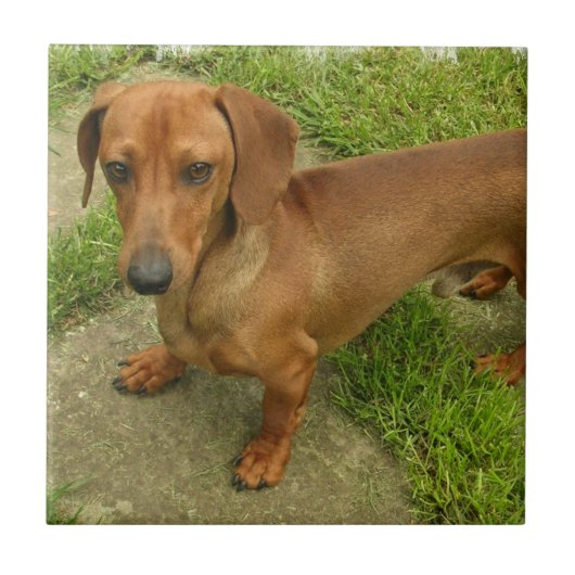 Daschund Fliese (Vorderseite)