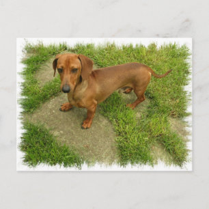Daschund Horizontal Postcard Postkarte