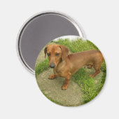 Daschund Magnet (Vorderseite/Rückseite)