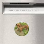 Daschund Magnet (In Situ (Geschirrspüler))