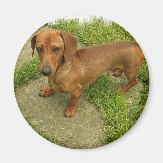 Daschund Magnet (Vorne)
