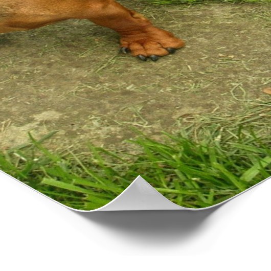 Daschund Poster Print (Ecke)