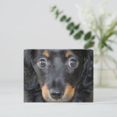 Daschund Puppy Dog Postkarte (Stehend Vorderseite)