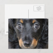 Daschund Puppy Dog Postkarte (Vorne/Hinten)