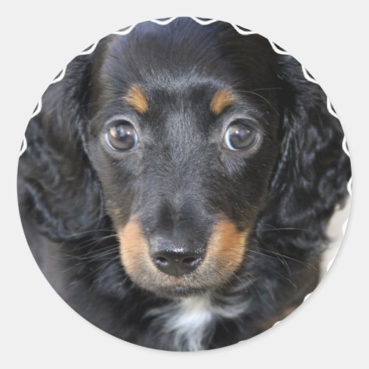 Daschund Puppy Dog Stickers (Vorderseite)