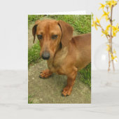 Daschund Vertical Greeting Card Karte (Gelbe Blume)