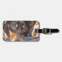 Daschund Weener Hundegesicht