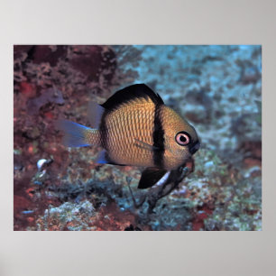 Dascyllus Poster