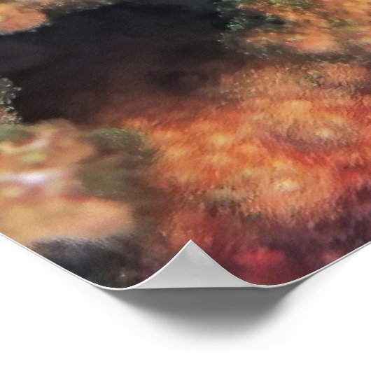 Dascyllus Poster (Ecke)