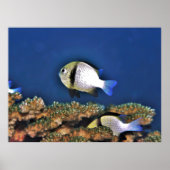 Dascyllus Poster (Vorne)