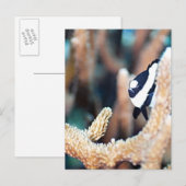 Dascyllus Postkarte (Vorne/Hinten)