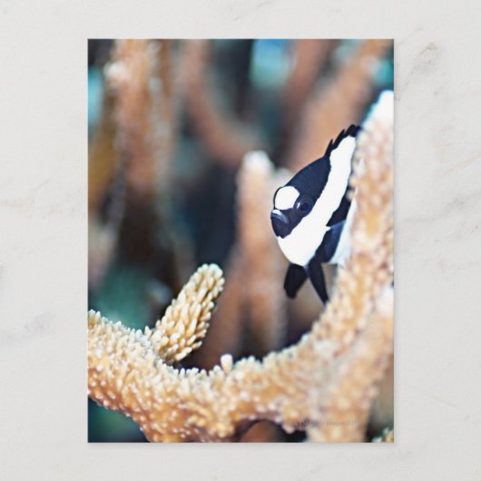 Dascyllus Postkarte (Vorderseite)