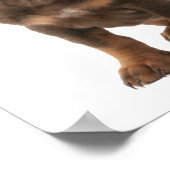 Dashchund Puppy Poster (Ecke)