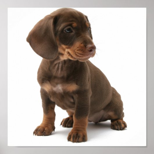 Dashchund Puppy Poster (Vorne)