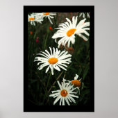 Dasiy Days Poster (Vorne)