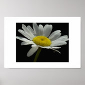 Dasiy Poster (Vorne)