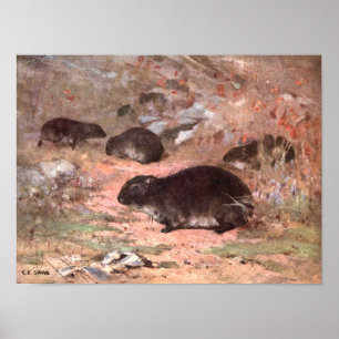 Dassie-Ratten von CE Swan, Antike Wilde Tier-Ratte Poster