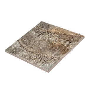 Date Palm Tree Trunk Texture Closeup Foto Image Fliese