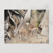 Date Palm Tree Trunk Texture Closeup Foto Image Postkarte (Vorderseite)