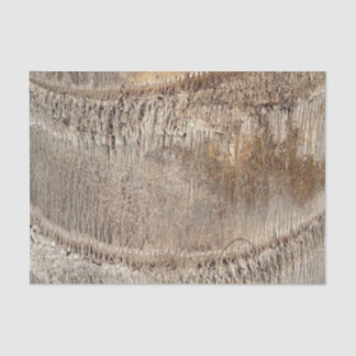 Date Palm Tree Trunk Texture Closeup Foto Image Seidenpapier