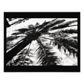 Date Tree Shadow Fotodruck (Vorne)