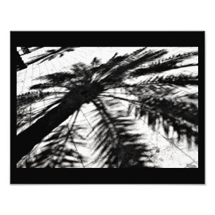 Date Tree Shadow Fotodruck