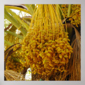 Daten zum Palm Tree Poster (Vorne)