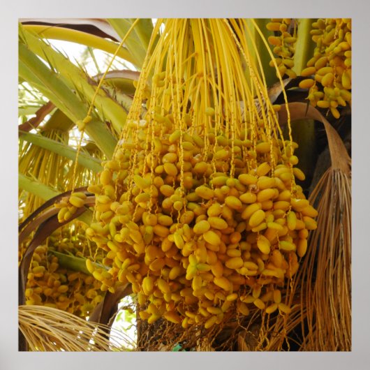 Daten zum Palm Tree Poster (Vorne)